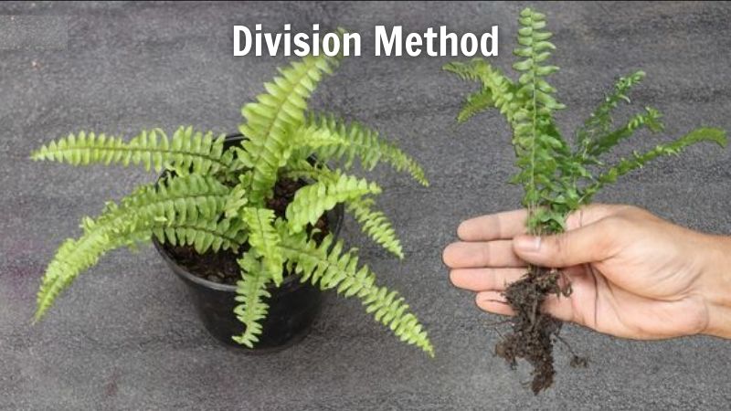 How to Propagate Fern: Division Method