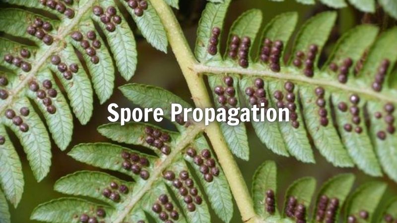 Spore Propagation