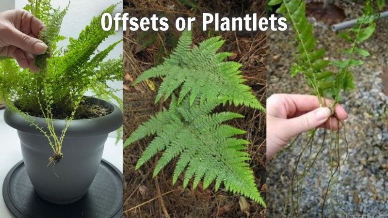 Offsets or Plantlets