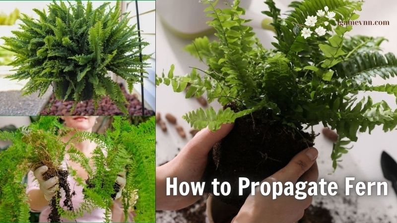 How to Propagate Fern