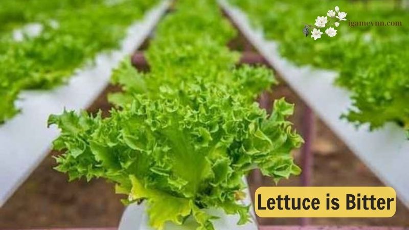 Lettuce is bitter