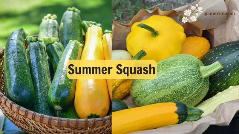 Summer Squash