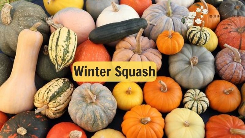 Winter Squash