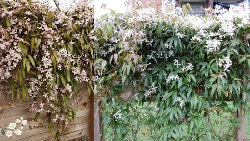 What Climbing Plants Should I Plant in Winter? Evergreen Clematis (Clematis armandii)