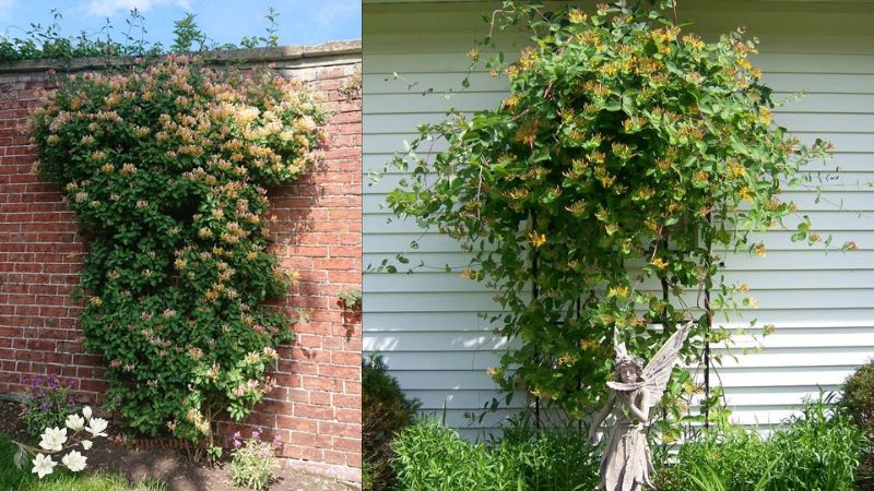 Honeysuckle (Lonicera spp.)