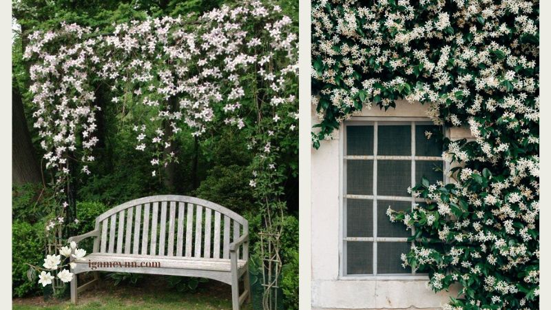 Star Jasmine (Trachelospermum jasminoides)