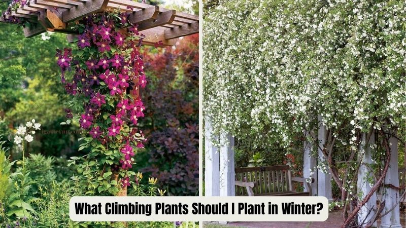 What Climbing Plants Should I Plant in Winter?