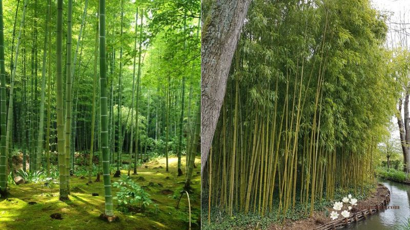 Japanese Bamboo