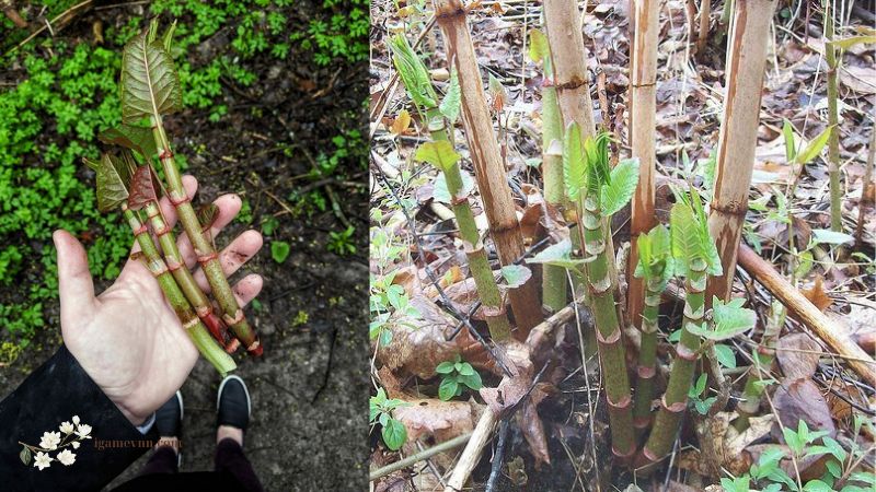 Japanese Knotweed