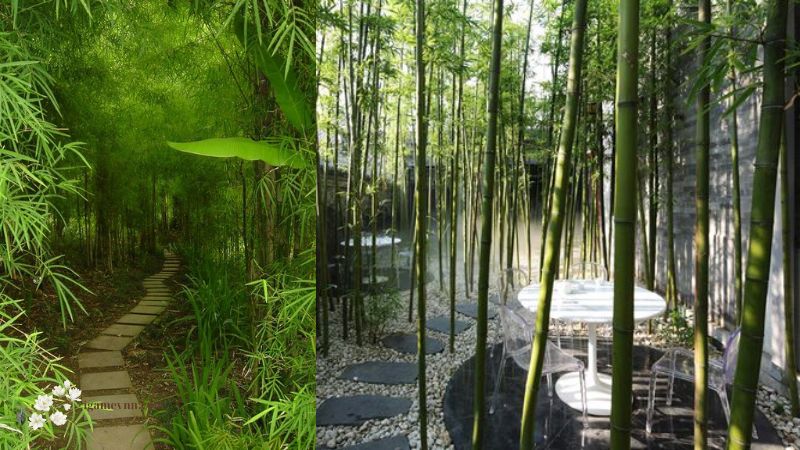 Bamboo in Gardening and Landscaping