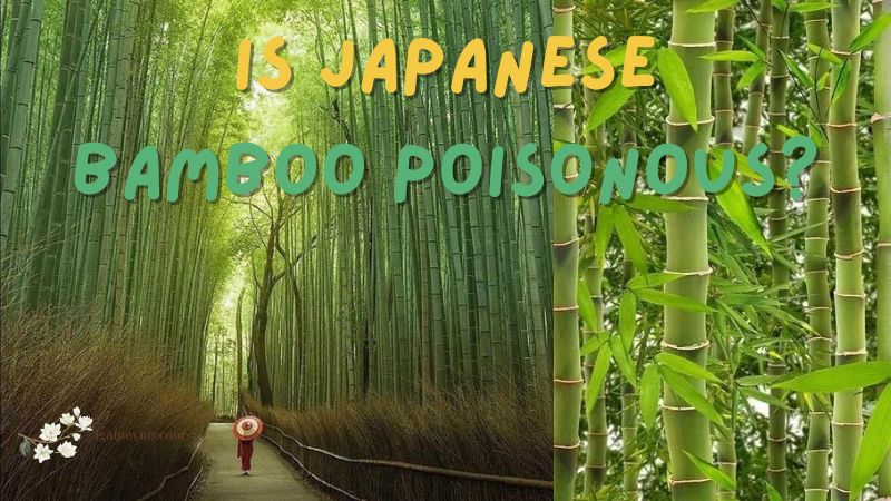 Is Japanese bamboo poisonous?