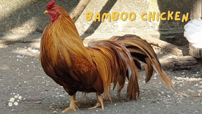 Bamboo Chicken