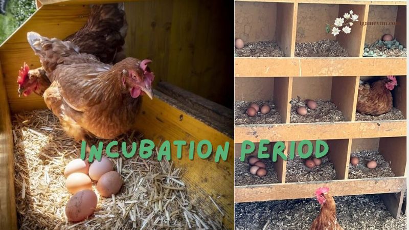 Incubation Period