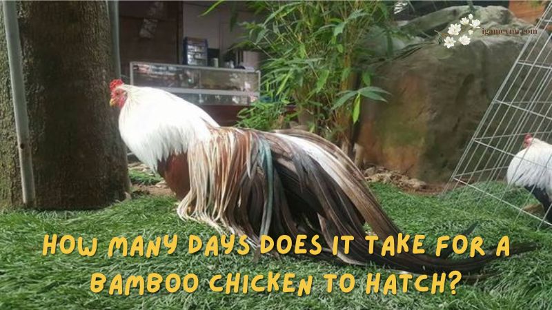 How Many Days Does it Take for a Bamboo Chicken to Hatch?