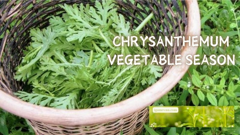 Chrysanthemum vegetable season