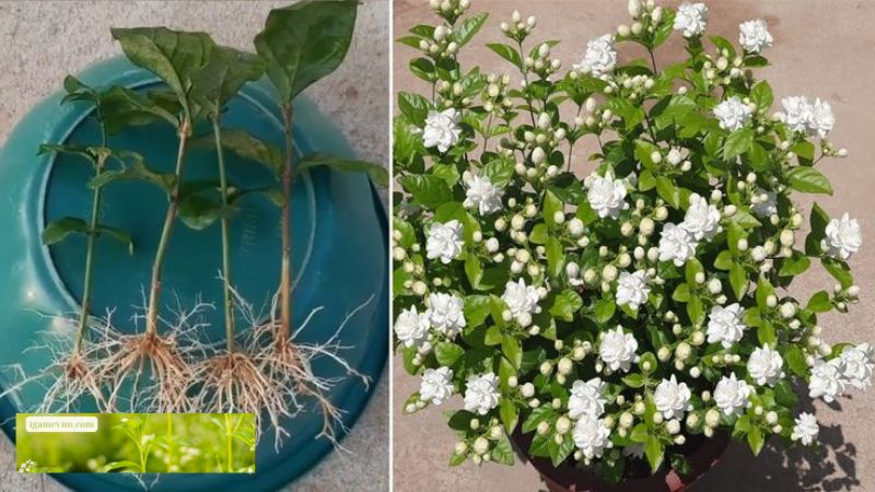 Japanese Jasmine Propagation