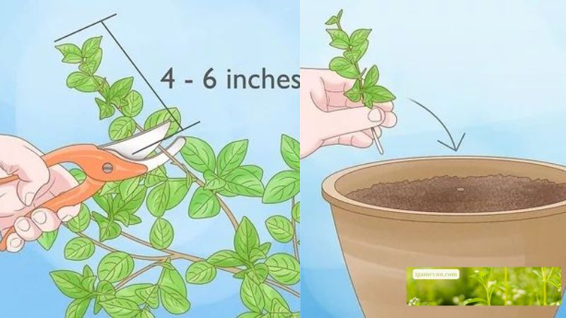 Japanese Jasmine Propagation by Division