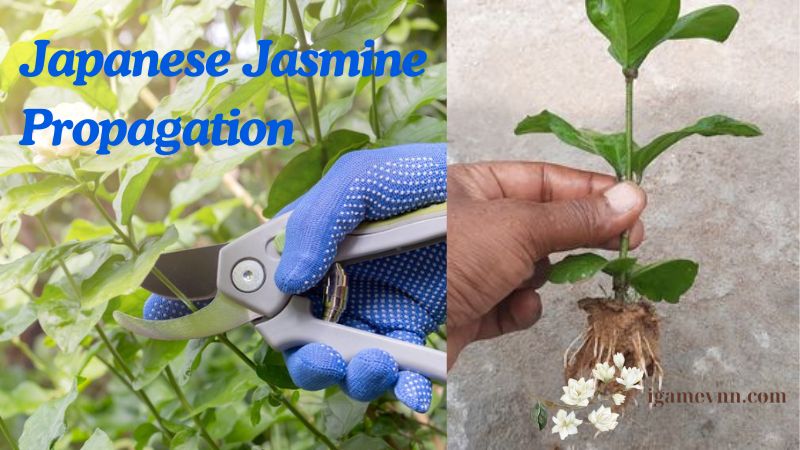 Japanese Jasmine Propagation