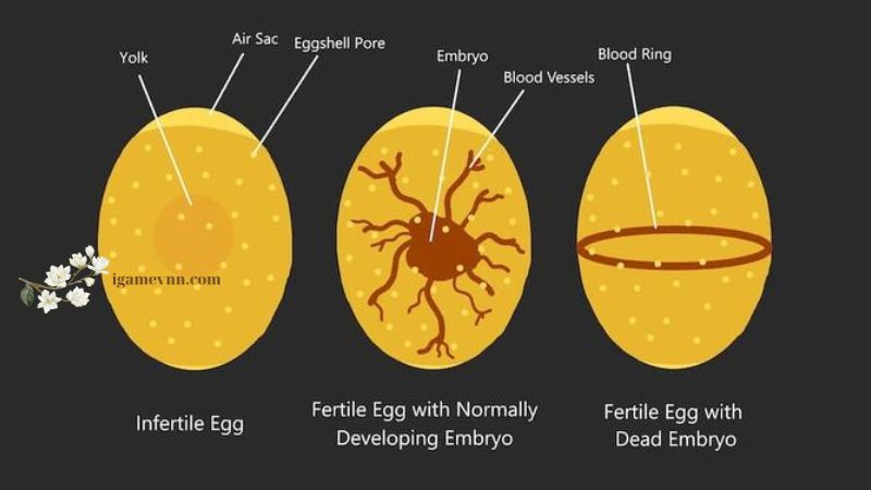 Fertile Chicken Eggs