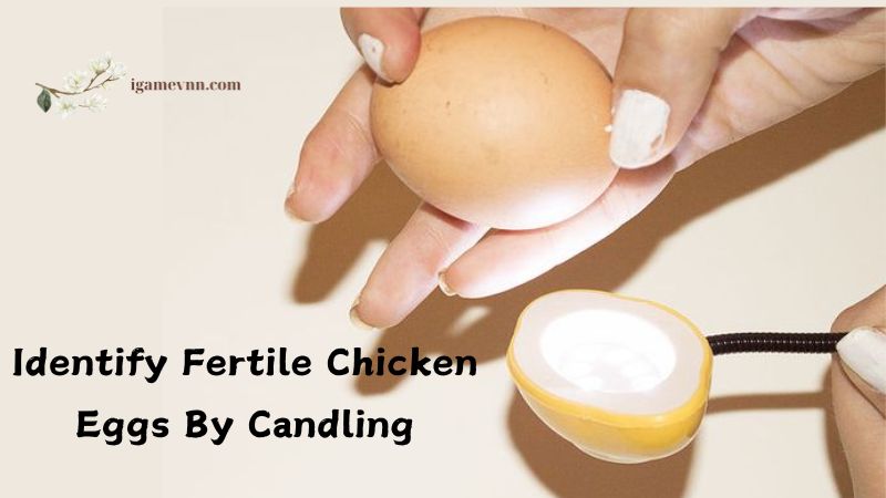 How to Identify Fertile Chicken Eggs When First Laid