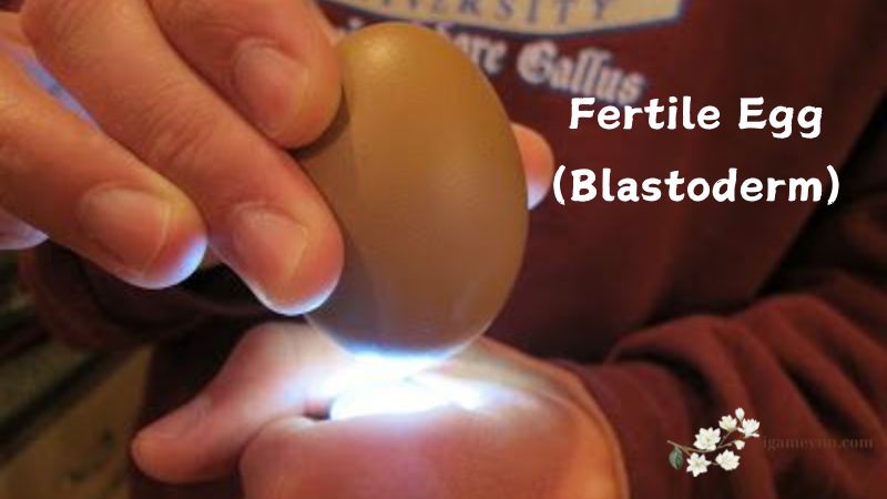 Fertile Egg (Blastoderm)