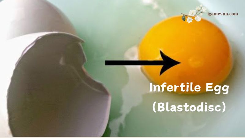 Infertile Egg (Blastodisc)