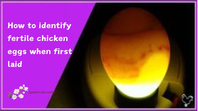 How to identify fertile chicken eggs when first laid