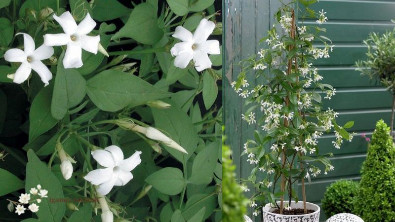 Jasminum officinale