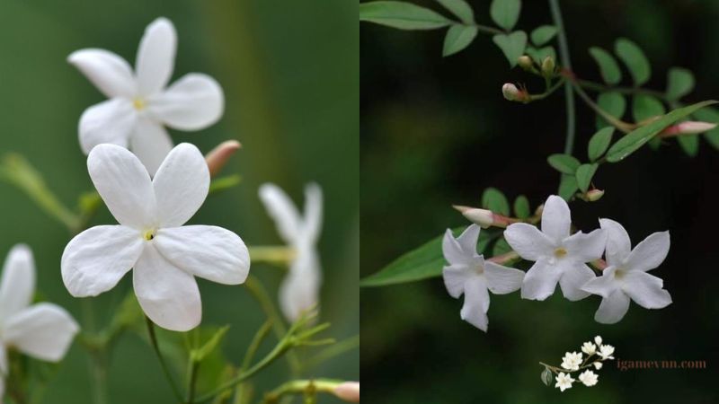 Spanish Jasmine (Jasminum grandiflorum)