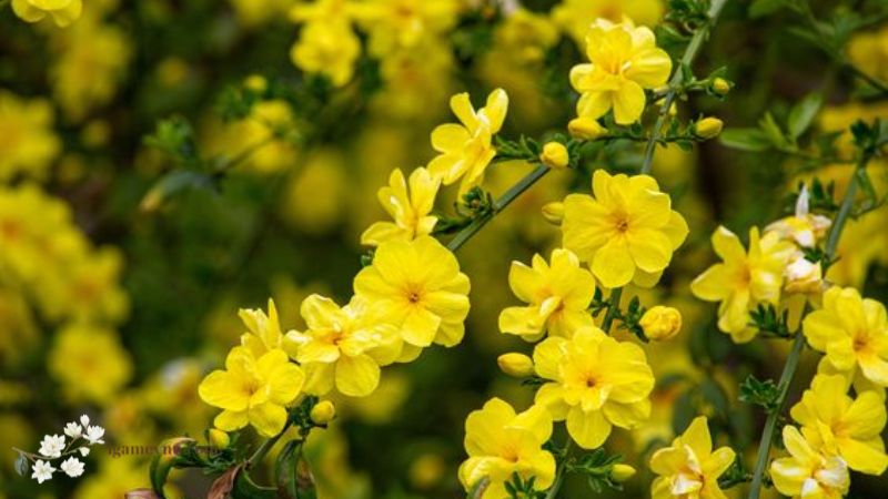 Primrose Jasmine (Jasminum mesnyi)