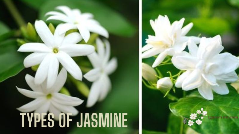 Types of Jasmine