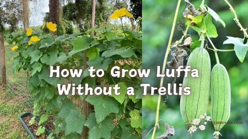 How to Grow Luffa Without a Trellis