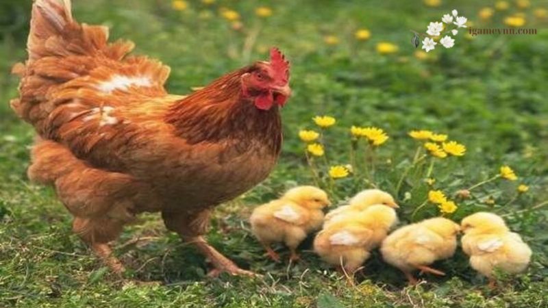 How Long Does It Take for Chicks to Be Separated from Their Mother?