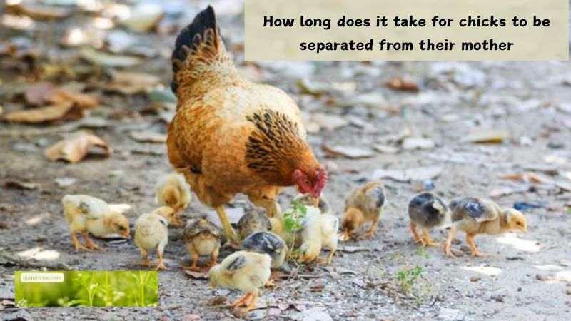 How long does it take for chicks to be separated from their mother