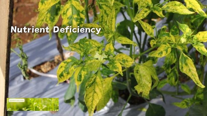 Why Chilli Leaves Turn Yellow