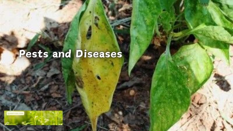 Pests and Diseases