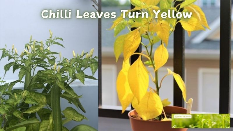 Chilli leaves turn yellow