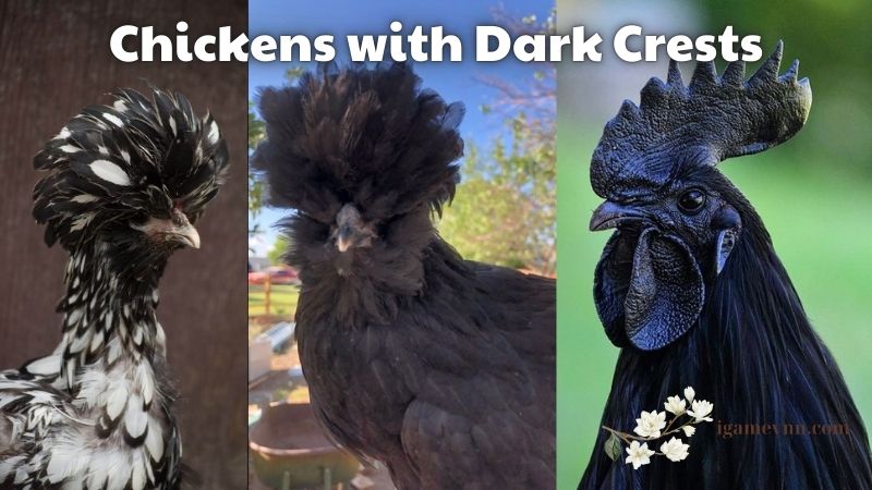 Chickens with Dark Crests
