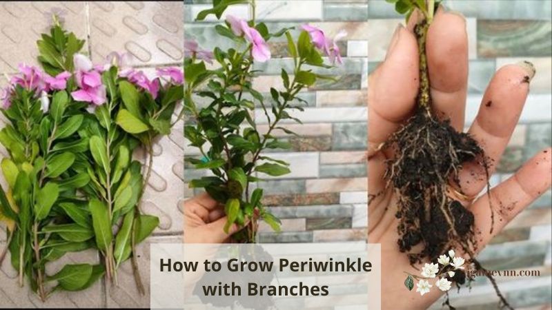 How to Grow Periwinkle with Branches