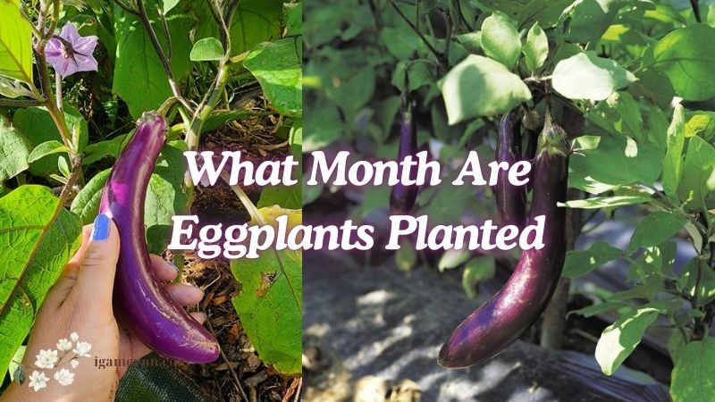 What Month Are Eggplants Planted
