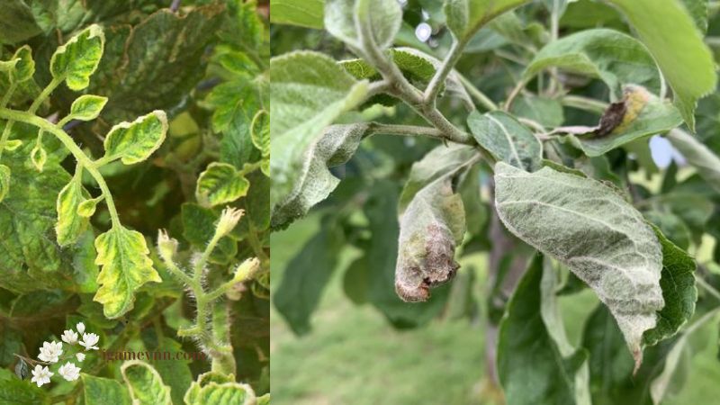 The Tree has Curly Leaves