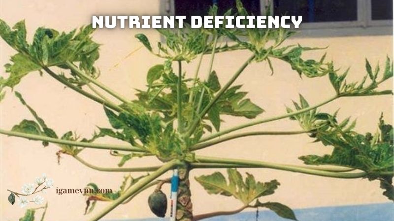 Nutrient Deficiency