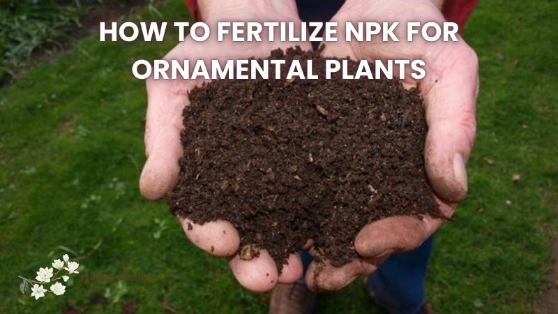 How to Fertilize NPK for Ornamental Plants