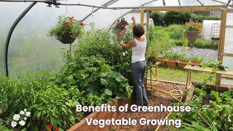 Benefits of Greenhouse Vegetable Growing