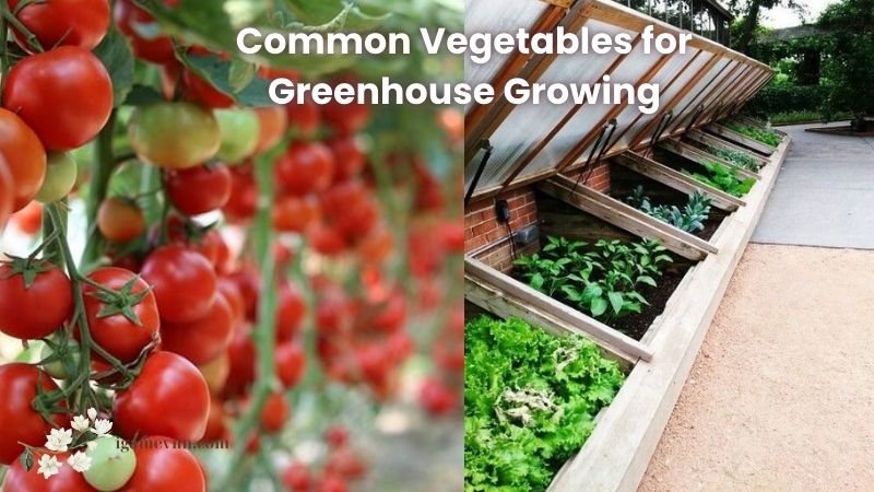 Common Vegetables for Greenhouse Growing