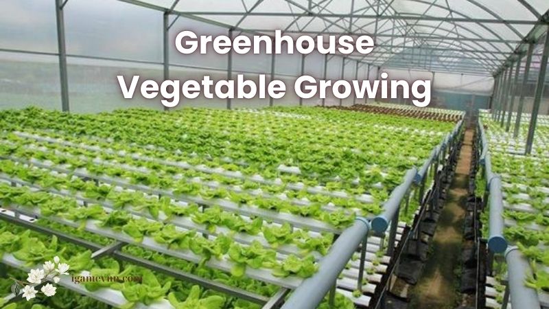Greenhouse Vegetable Growing