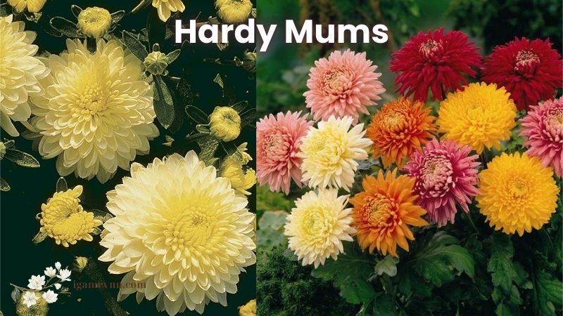 Which Chrysanthemum is Easy to Grow? Hardy Mums (Chrysanthemum × morifolium)