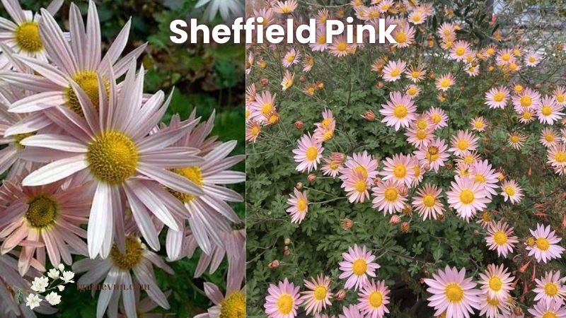 Sheffield Pink (Dendranthema 'Sheffield Pink')