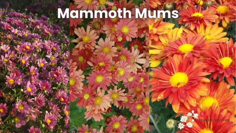 Mammoth Mums