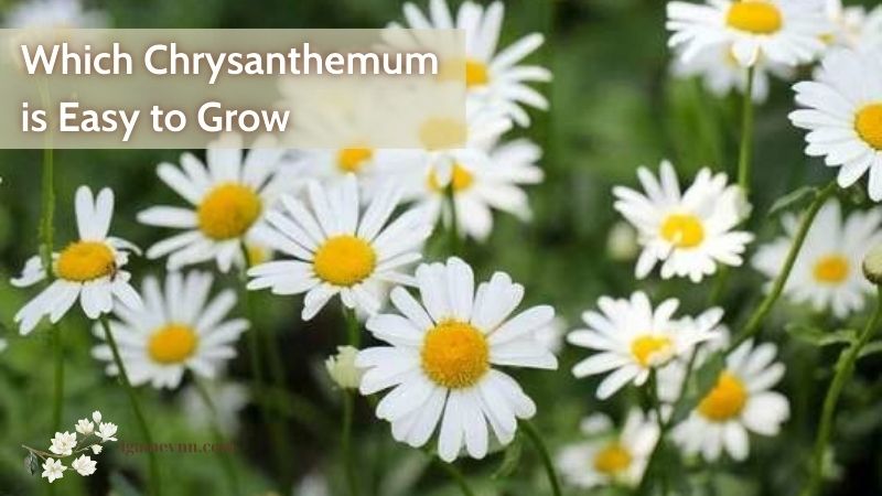 Which Chrysanthemum is Easy to Grow